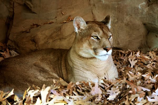 Puma do leste é declarado oficialmente extinto - AMDA